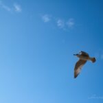 Oiseaux