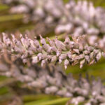 Plantes