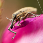 Insectes